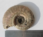 Аммонит Kosmoceras phaeinum