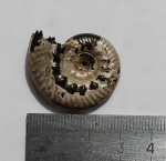 Аммонит Brightia davitaschvilii