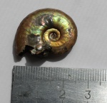 Аммонит Brightia subinvoluta