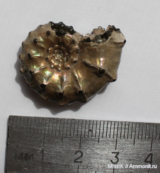 Kosmoceras