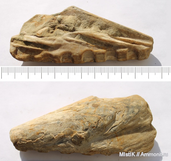 мел, двустворчатые моллюски, Адыгея, Gervillia, Cretaceous