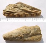 Двустворка Gervillia, замочный аппарат