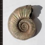 Binatisphinctes