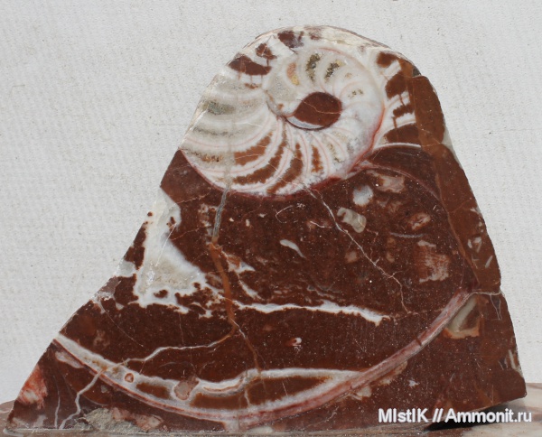 триас, Адыгея, Nautilida, Triassic