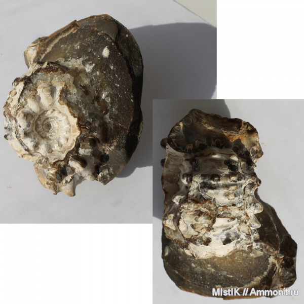 мел, апт, Epicheloniceras, Адыгея, Epicheloniceras martini orientalis, Aptian, Cretaceous