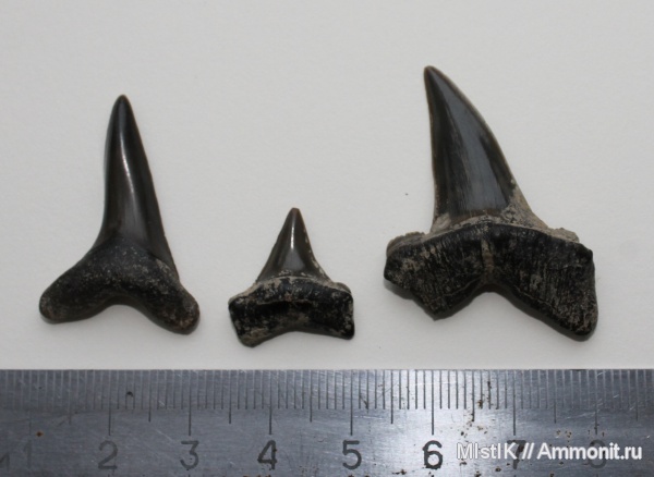 зубы, акулы, Адыгея, р. Фарс, teeth, sharks