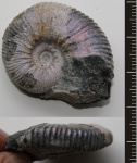 Hypacanthoplites