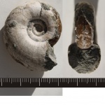 Аммонит Tetragonites heterosulcatus