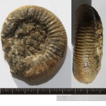Perisphinctes?