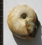 Salfeldiella guettardi в сохране