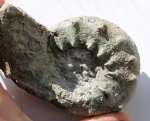 Аммонит  Euaspidoceras?
