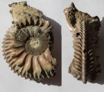 Аммонит Cardioceras