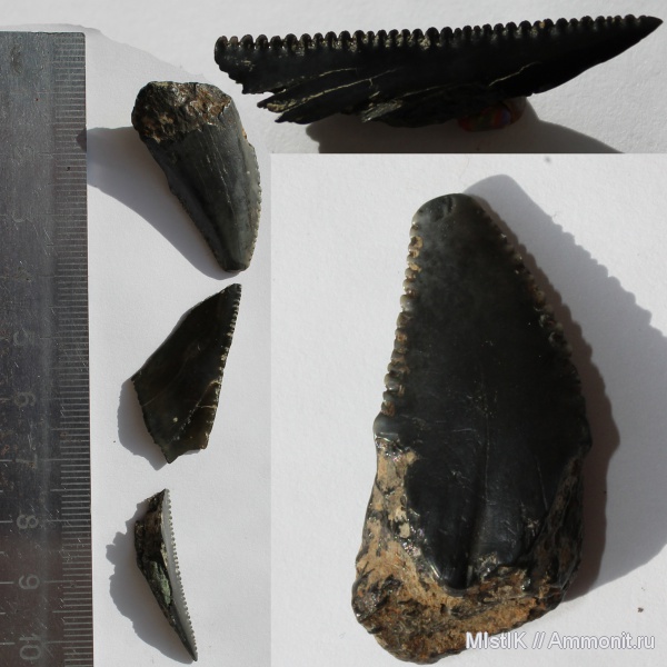 зубы, акулы, Адыгея, р. Фарс, teeth, sharks