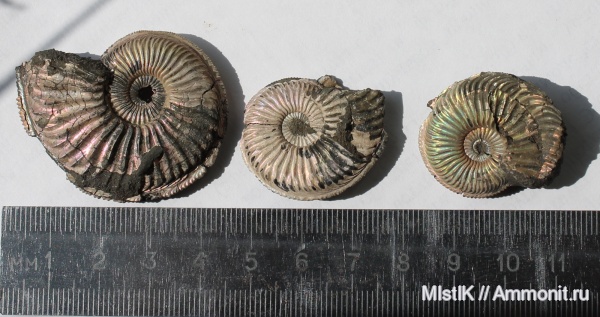 Amoeboceras