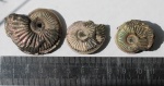 Аммониты Amoeboceras