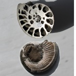 Binatisphinctes в распиле