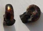 Eogaudryceras с Курджипса