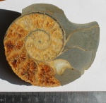 Аммонит Euphylloceras в распиле