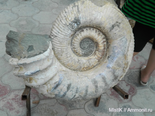 Ammonitoceras