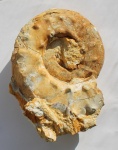Аммонит Aspidoceras