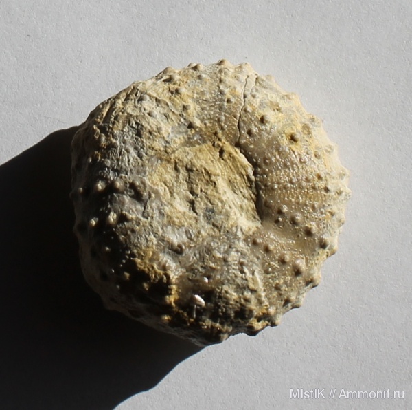 Phymosoma