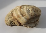 Inoceramus
