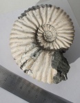 Acanthohoplites