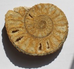 Acanthohoplites laticostatus в распиле