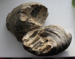 Amphidonta которые жили на аммонитах