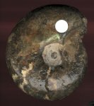 Аммонит. Craspedites parakaschpuricus