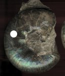 Аммонит. Craspedites mosquensis