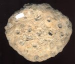 Губка. Tremabolites megastoma Roem.