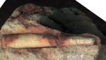 Лопатоногие моллюски. Dentalium sp.