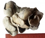 Amphidonta conica Sow.