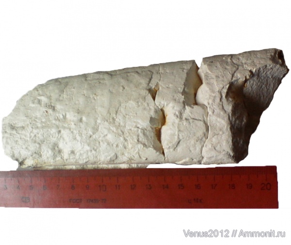 маастрихт, Baculites, Вольск, Baculitidae, Maastrichtian