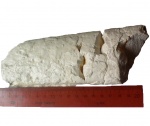 Baculites sp.