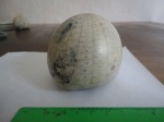 Ёжик echinocorys