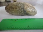 Двустворка Ptychomya  elongata