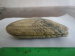 Двустворка Ptychomya  elongata