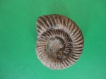 аммонит Parkinsonia