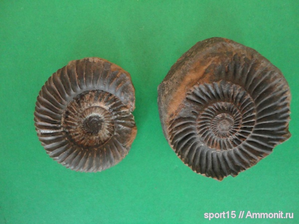 Parkinsonia