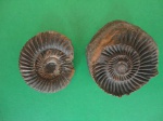 аммонит Parkinsonia