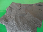 листик Neuropteris