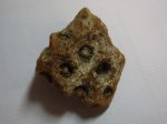 окаменелый коралл