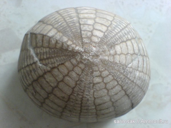 Морской еж
