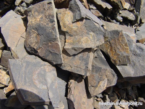 триас, песчаник, алевролиты, Еврейская автономная область, Triassic