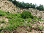 Крупный вертикальный ствол окаменевшего дерева в скальной стенке