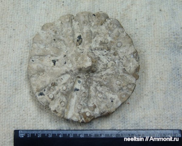 окаменелости, губки, Fossils