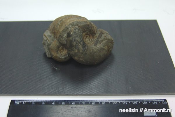 окаменелости, мел, острова, Fossils, Cretaceous