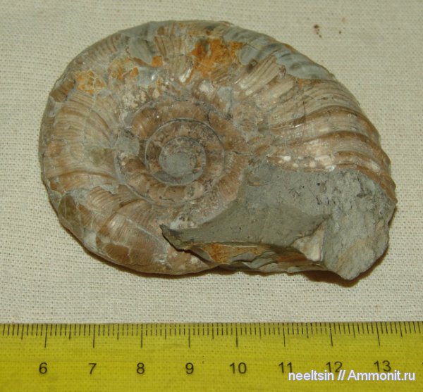 окаменелости, мел, острова, Fossils, Cretaceous